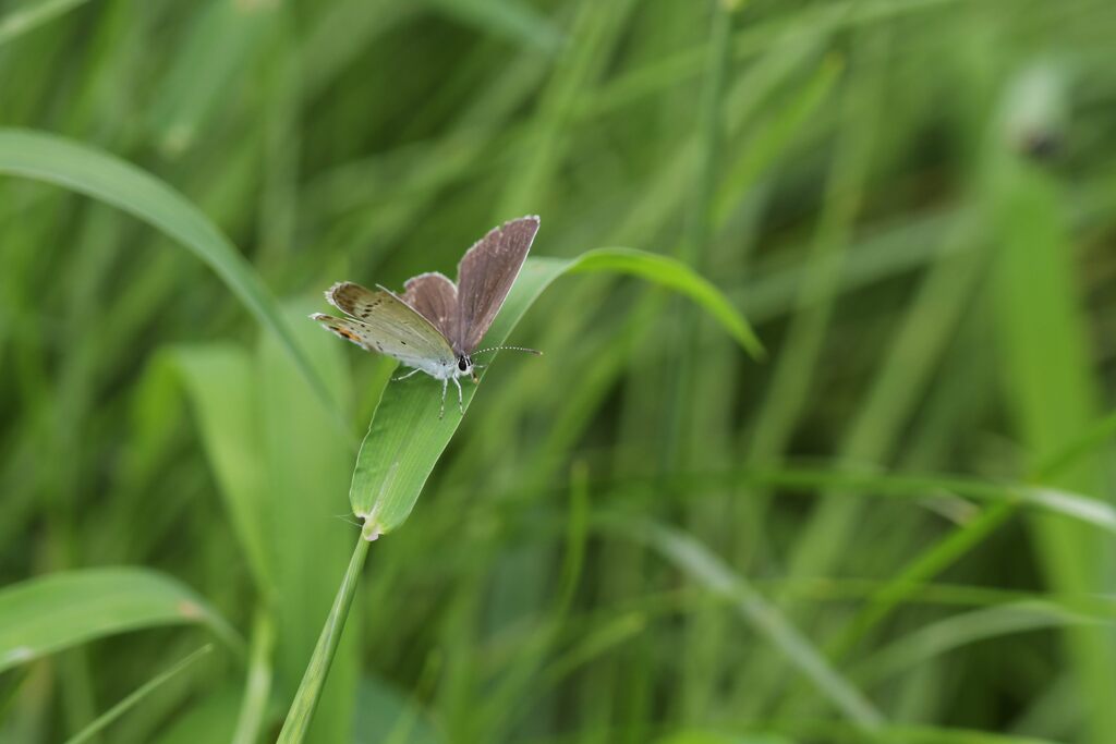 ツバメシジミ　　DSC_2857