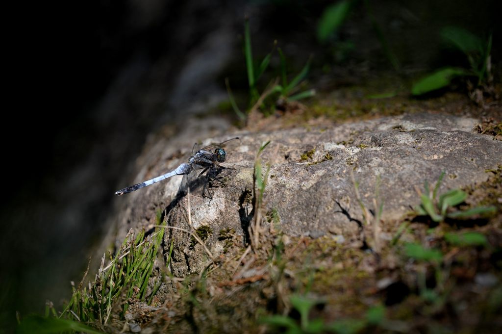 翅休めるトンボ　　DSC_4358