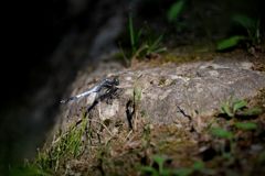 翅休めるトンボ　　DSC_4358