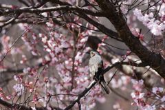 桜ヒヨ　DSC_9291