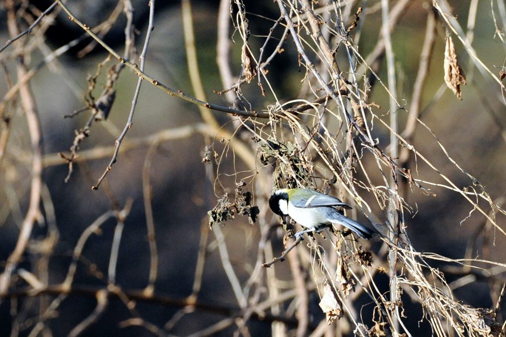 お腹すいた～　　DSC_8910