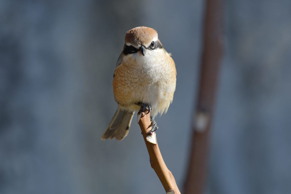 眼光鋭く　DSC_5105