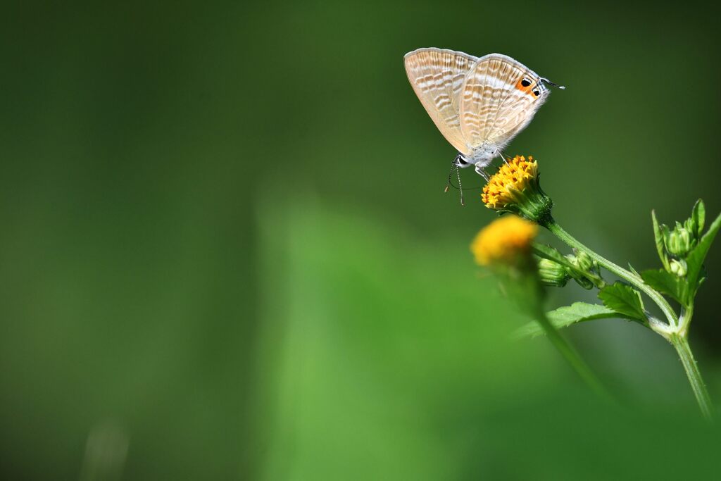 野の花にウラナミシジミ　　DSC_2457