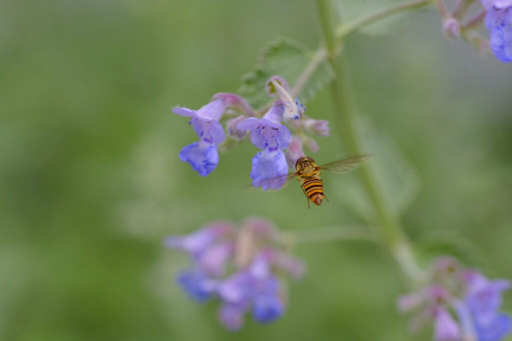 どれにしようかな？　　DSC_8892