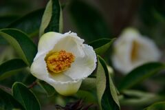 ナツツバキ　２　DSC_5732