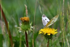 野の花にモンシロチョウ　　　DSC_8626