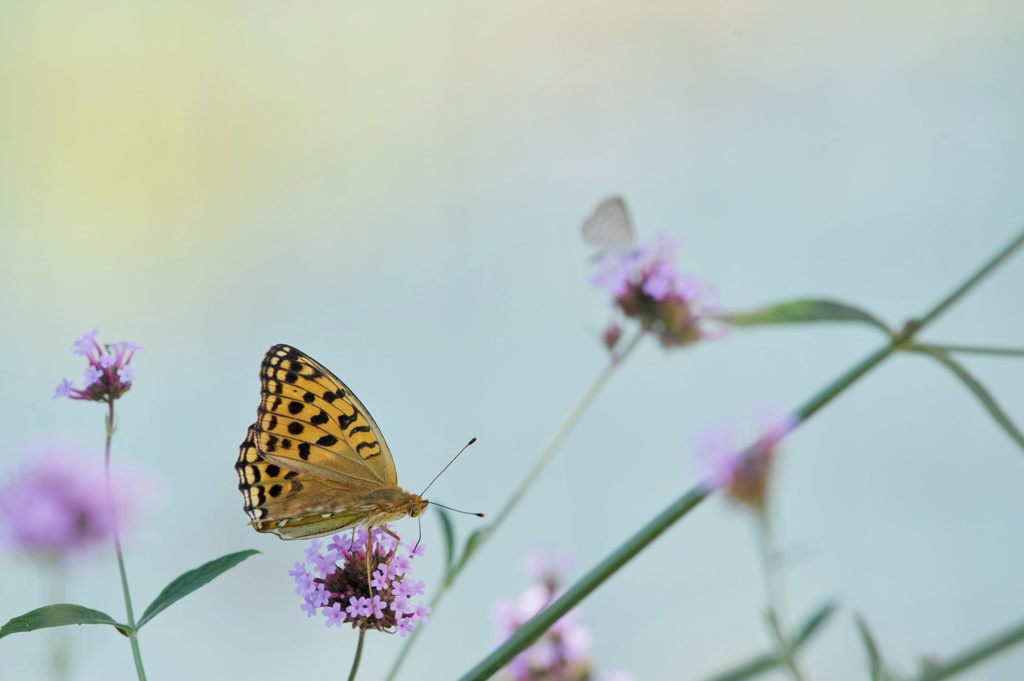 お昼時のウラギンヒョウモン　DSC_7695