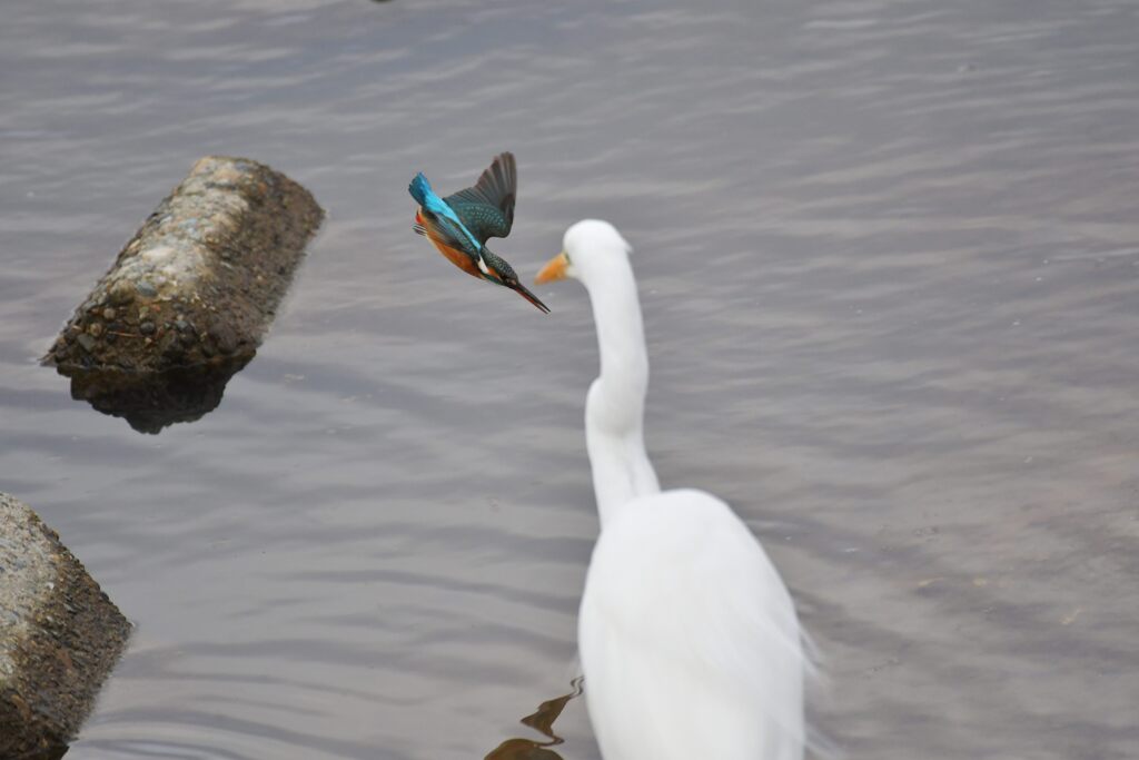 カワセミ　DSC_5091