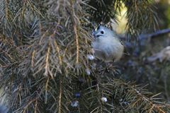 すまし顔　DSC_7093
