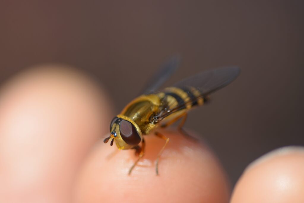 シマハナアブ？　DSC_8280