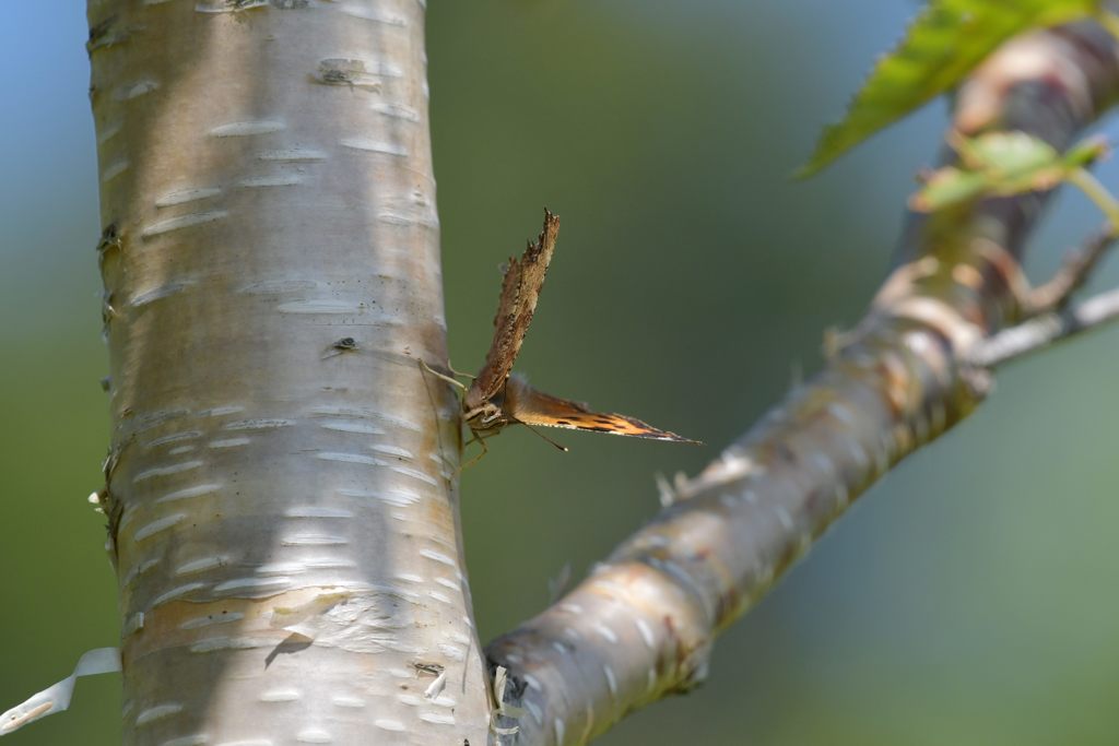 池の平のチョウ　２　DSC_5898