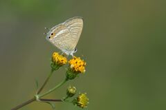 野の花にウラナミシジミ　２　DSC_7662