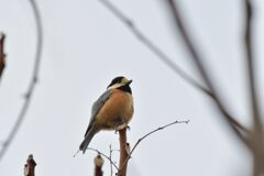 ヤマガラ　　DSC_2732