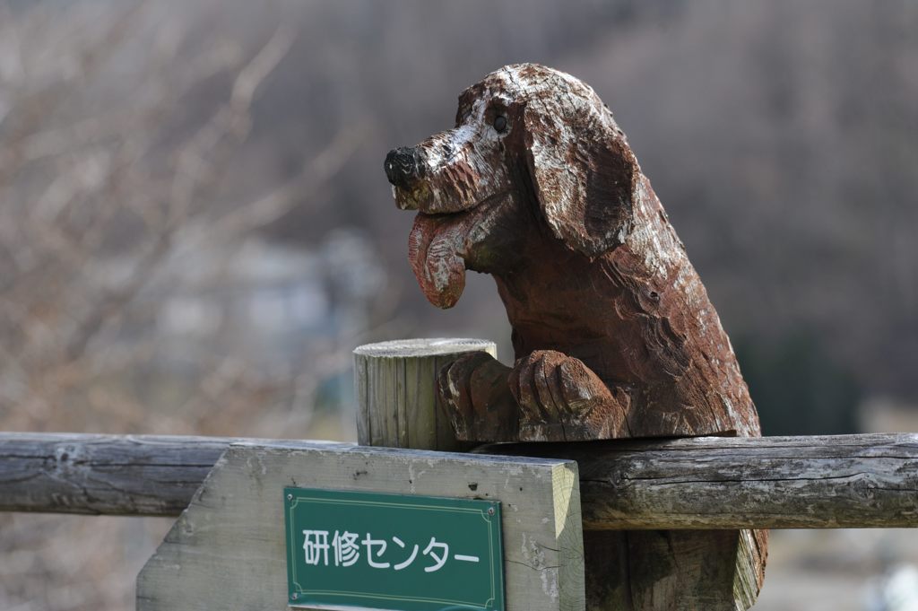 研修センターのワンコ　　DSC_0662