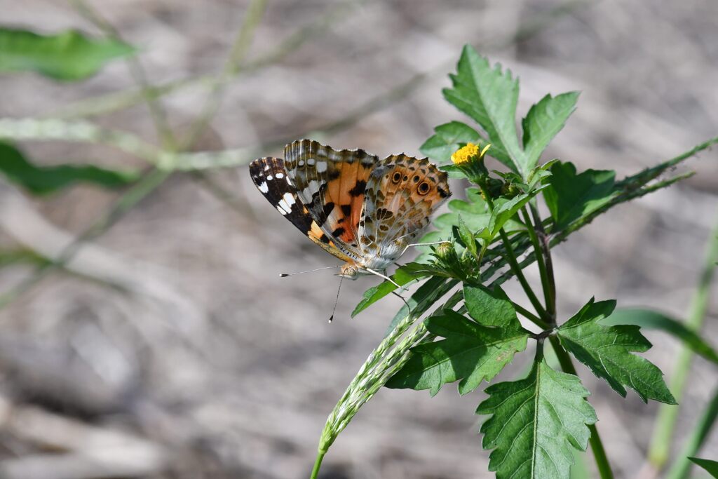 ヒメアカタテハ　　　DSC_3072