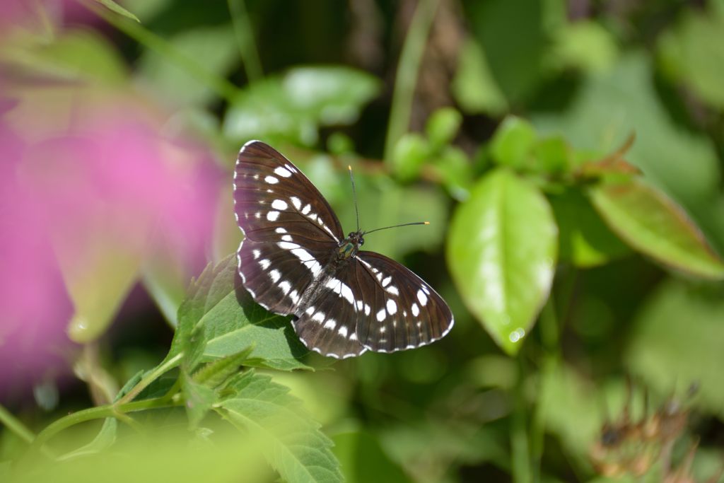 ホシミスジ　DSC_7588