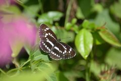 ホシミスジ　DSC_7588