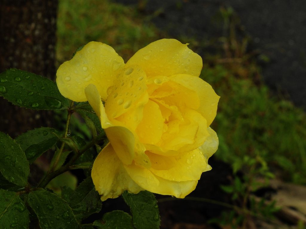 雨降り　DSCN5855
