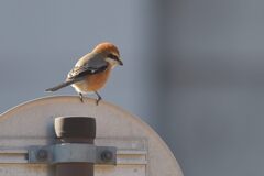 モズ　　DSC_5826