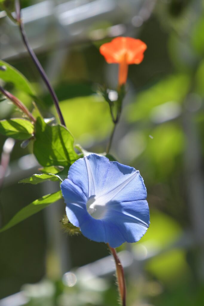 野の花　DSC_1663