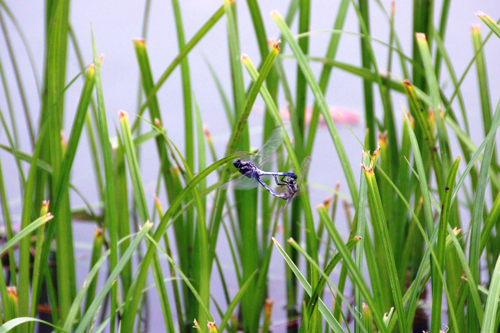 「愛のかたち」　DSC_0924