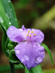 雨上がりの朝　　IMG_2202