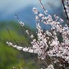 梅　満開　DSC_1906