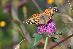 野の花にヒメアカタテハ　　　DSC_4717