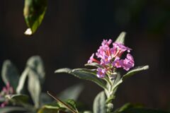 ブッドレアの残り花　DSC_8093