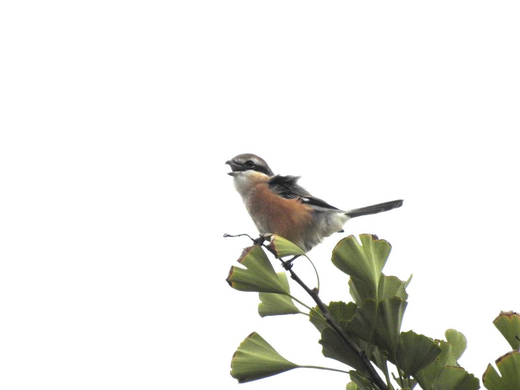 鳴く　DSCN6574
