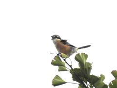 鳴く　DSCN6574