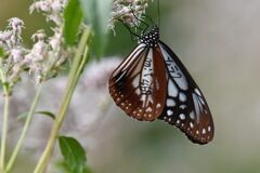 マーキングの入ったアサギマダラ　　DSC_2949