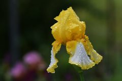 雨上がりの朝　２　DSC_2475