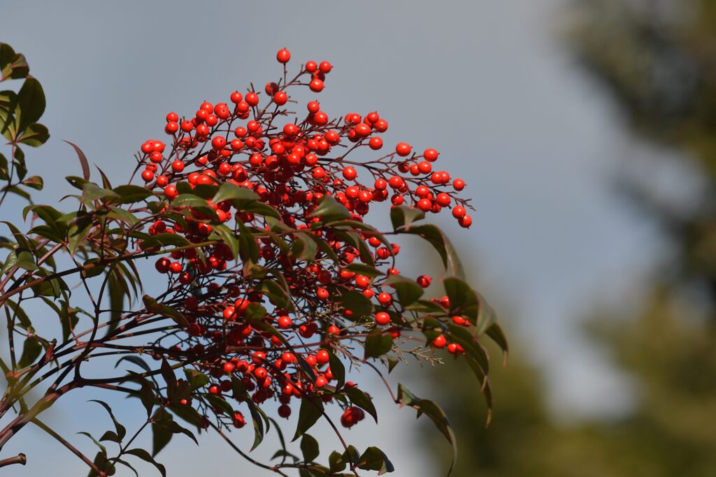 謹賀新年　DSC_5973