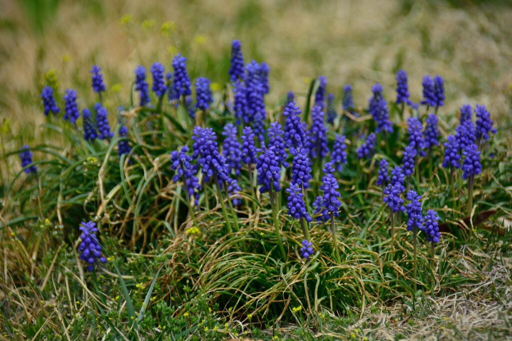 春の彩　　DSC_6376