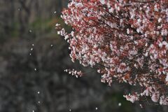 散りゆく桜花　　DSC_8654