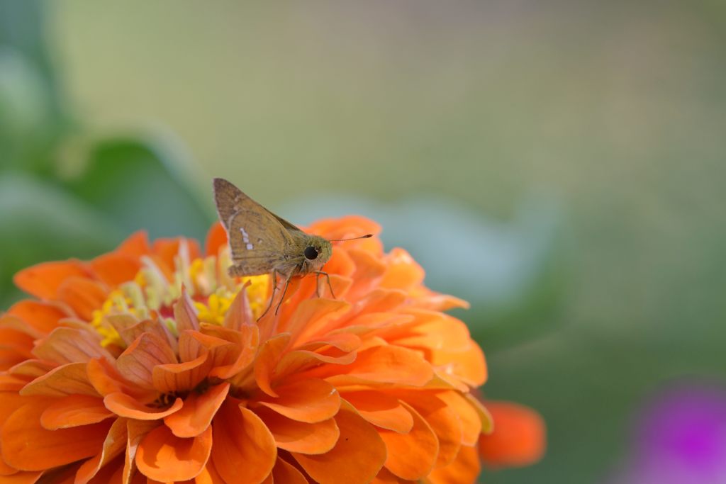 オレンジがお似合いですね　DSC_5580