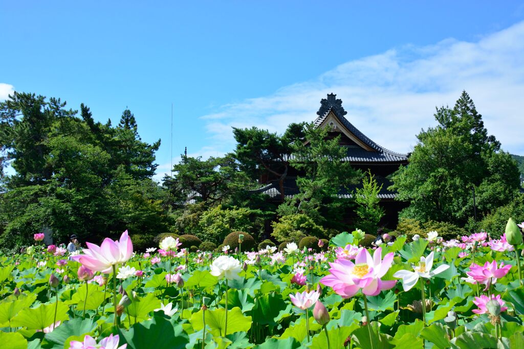 信濃国分寺本堂と蓮園　　DSC_4856
