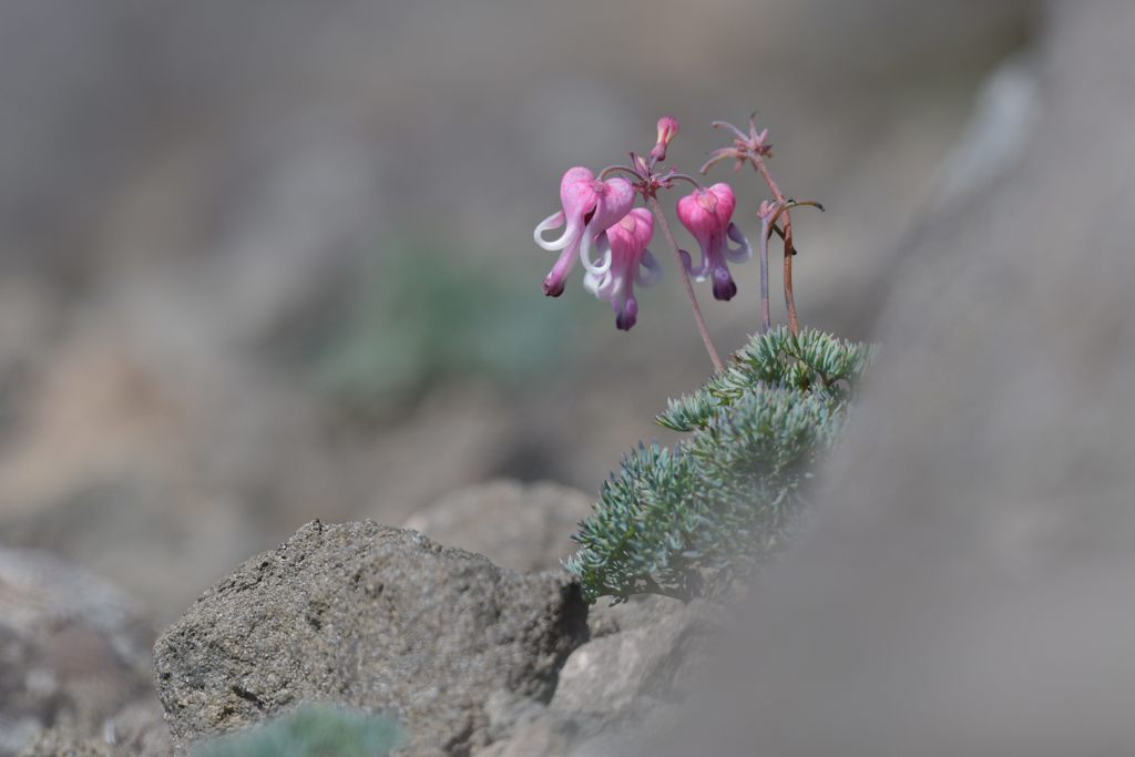 なごり花　３　DSC_5941