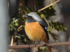 庭のジョウビタキ　DSCN2613