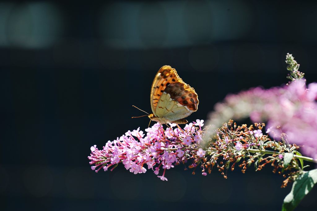 一人舞台　　DSC_7863