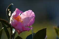 寒さに耐えながら　DSC_8316