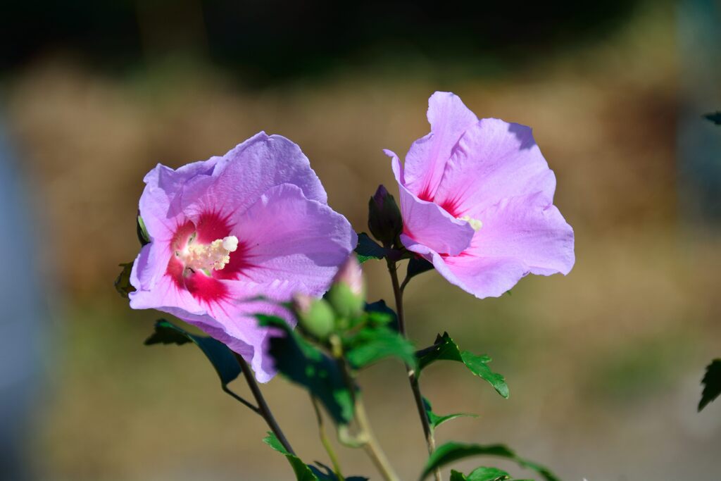 ムクゲ　　DSC_6017