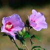 ムクゲ　　DSC_6017