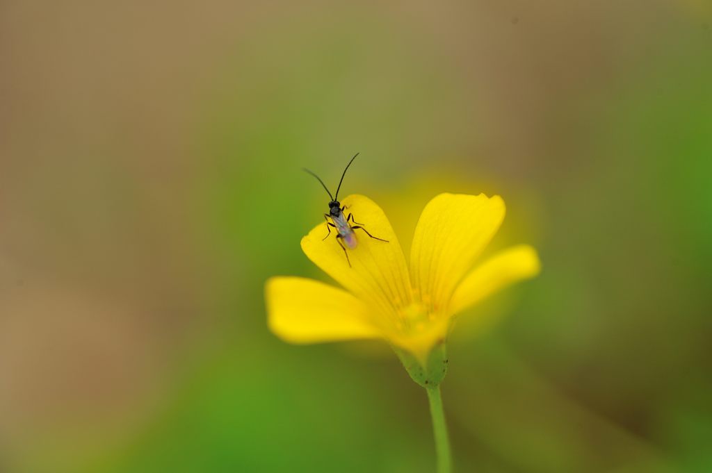 小さな世界　DSC_2613