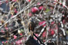ホオジロ　　　DSC_1812