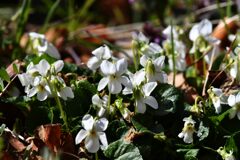 野の花　　DSC_1583