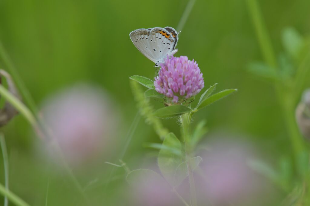 野の花にツバメシジミ　　DSC_5205