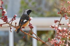 咲き始めたね　　DSC_5419