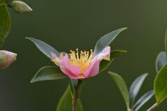 サザンカ咲く　DSC_4619